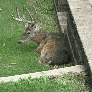 Deer removal in Cumming, GA