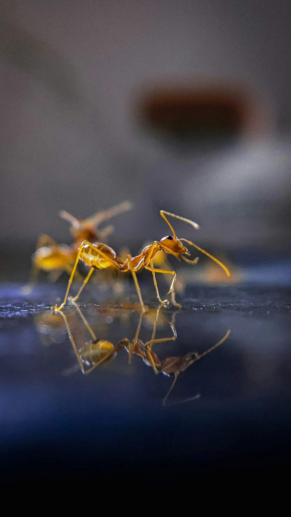 Ants control service in Cumming, GA