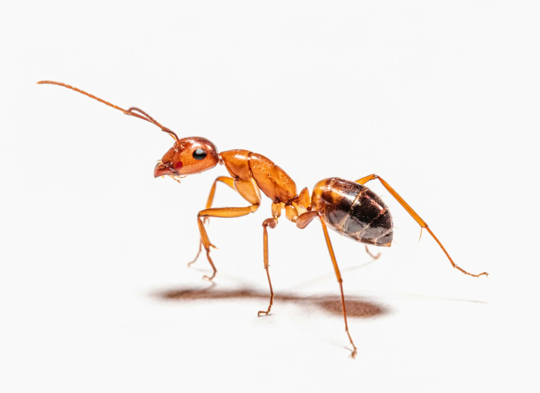 Ants control in Cumming, GA