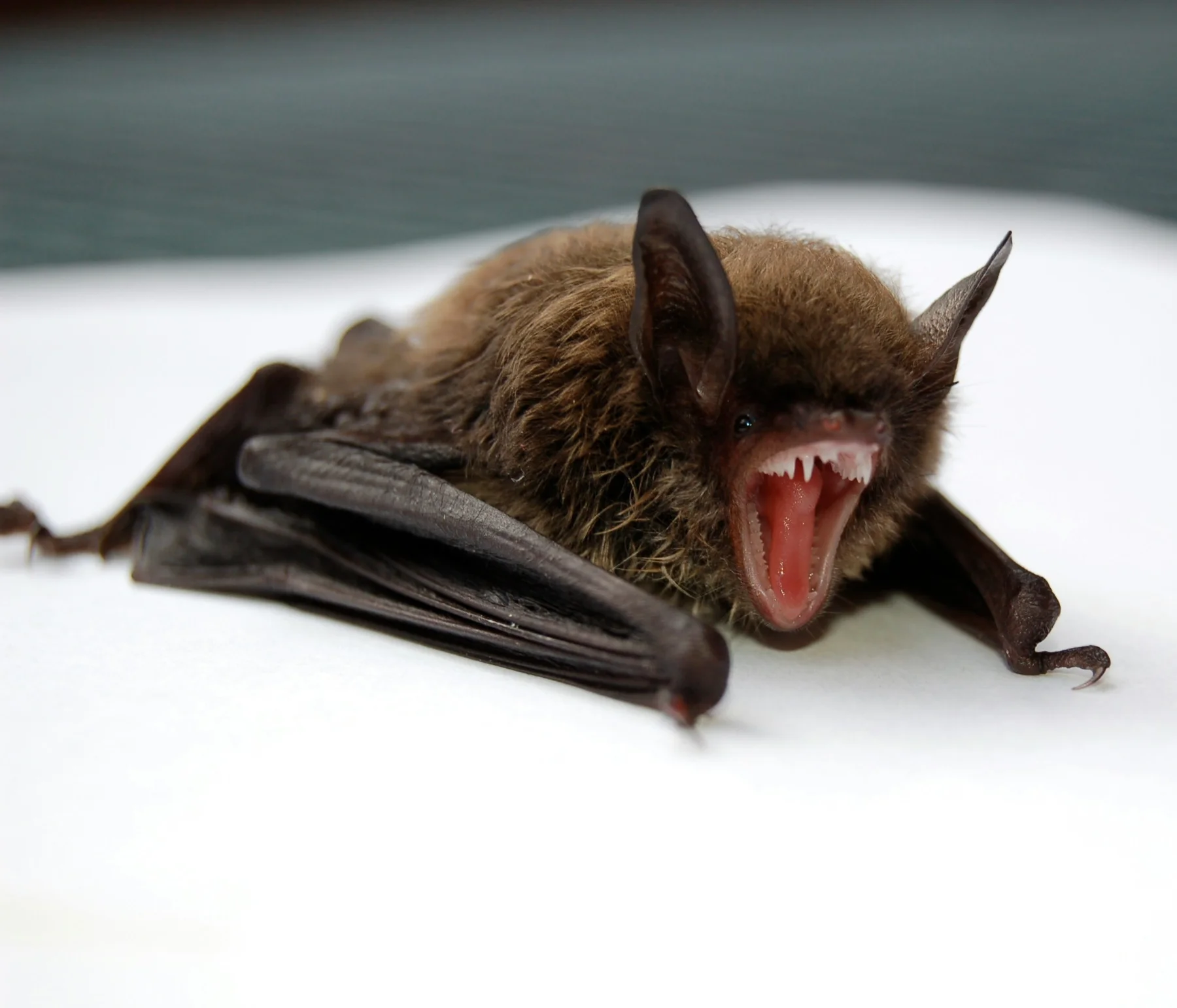 Bats removal in Cumming, GA