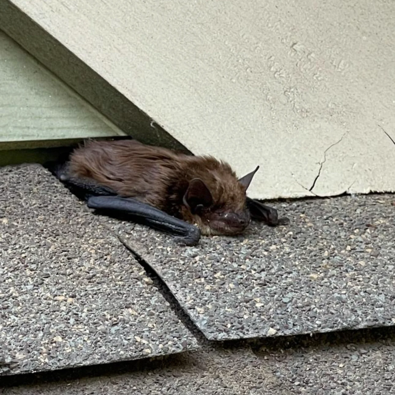 Bats control service in Cumming, GA