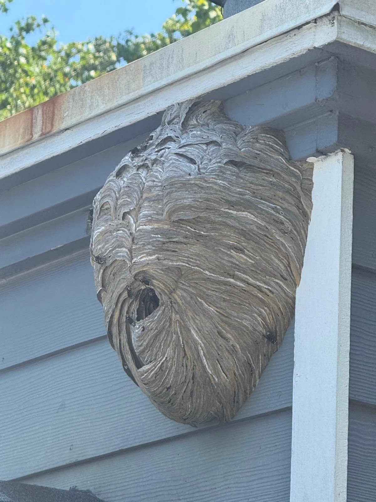 Bees, Wasps & Hornets control service in Cumming, GA