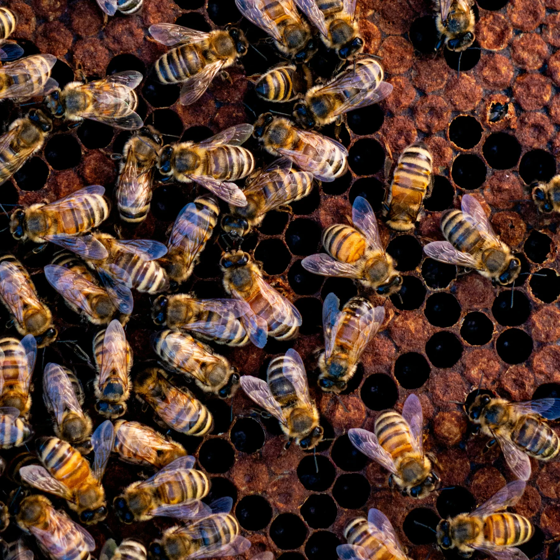 Bees, Wasps & Hornets control in Cumming, GA