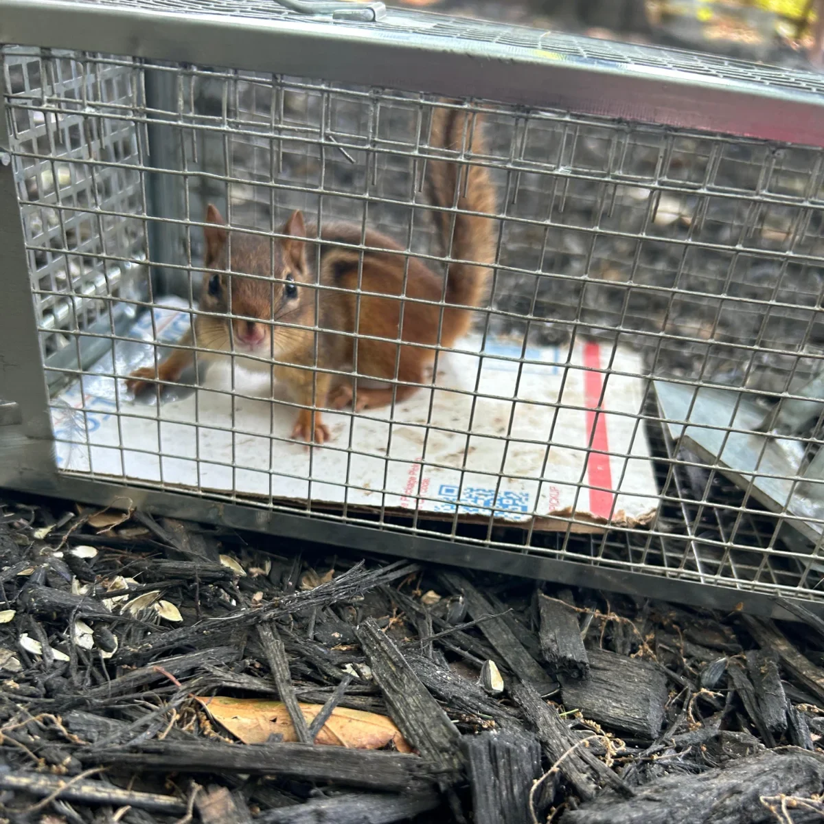 Squirrels control service in Cumming, GA