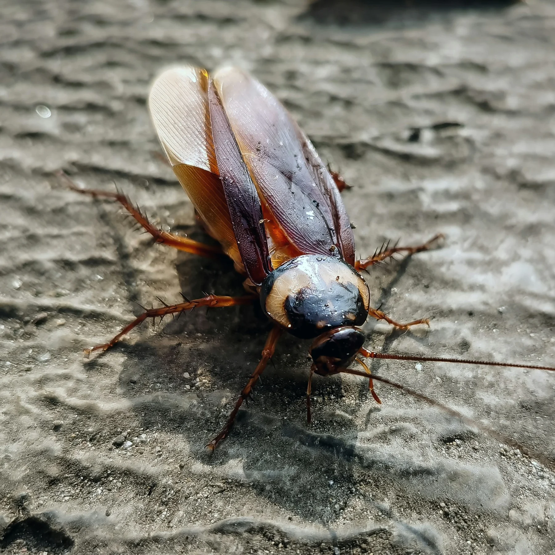 Roaches control service in Cumming, GA