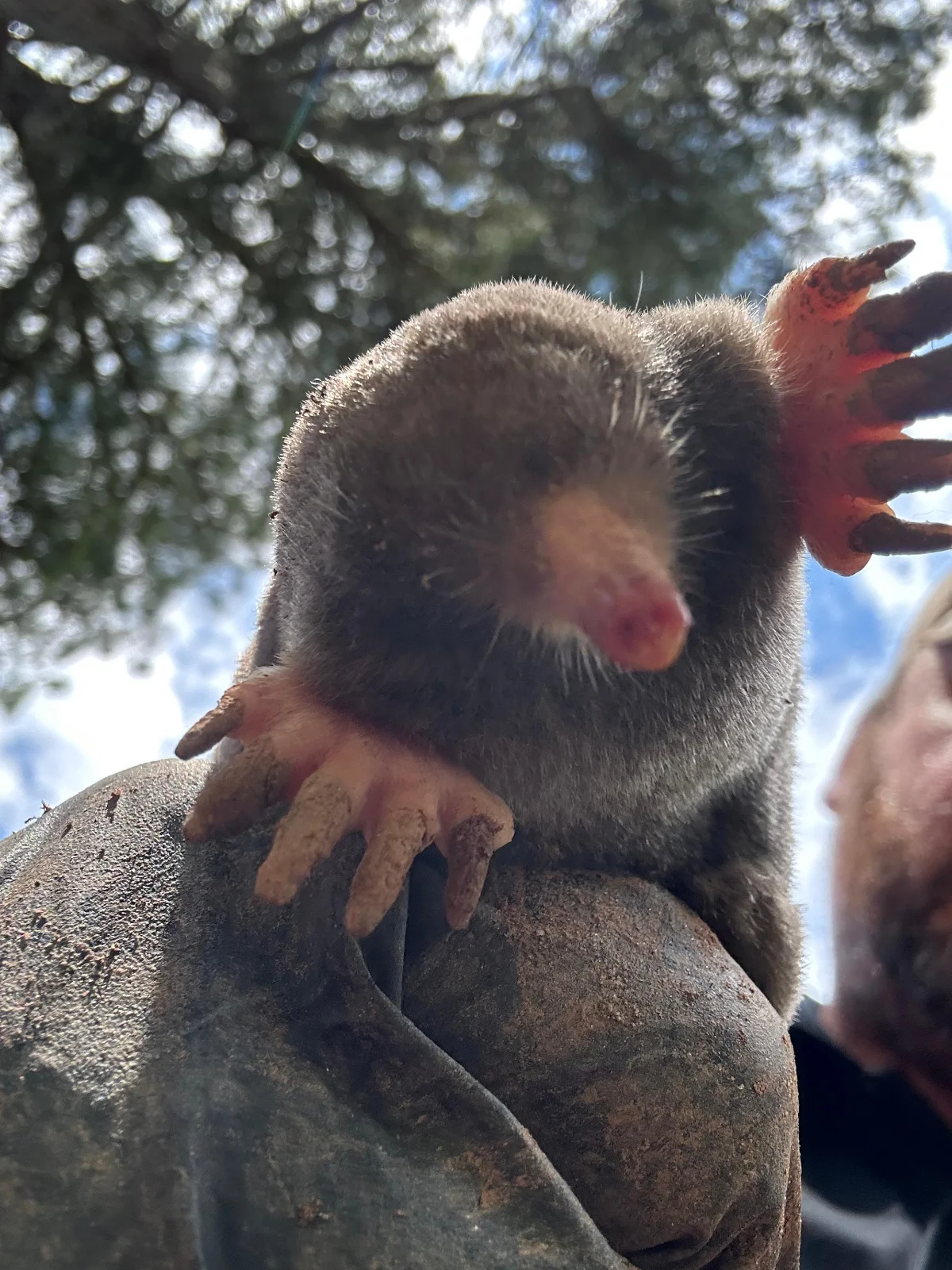 Moles control service in Cumming, GA
