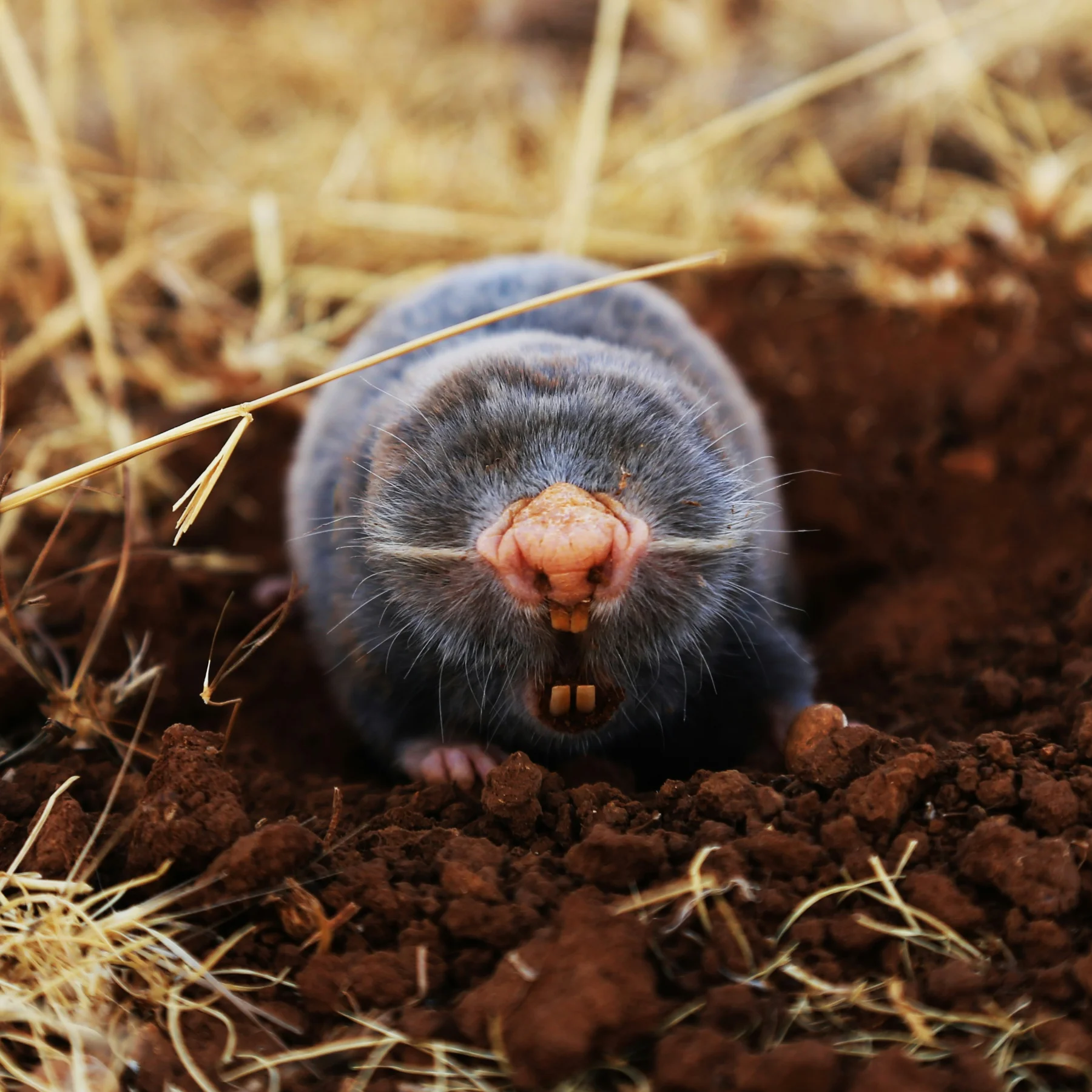 Moles removal in Cumming, GA