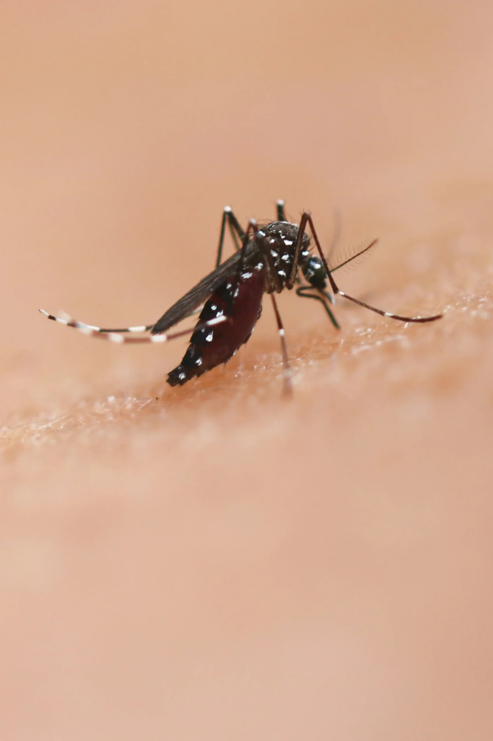Mosquitoes control service in Cumming, GA