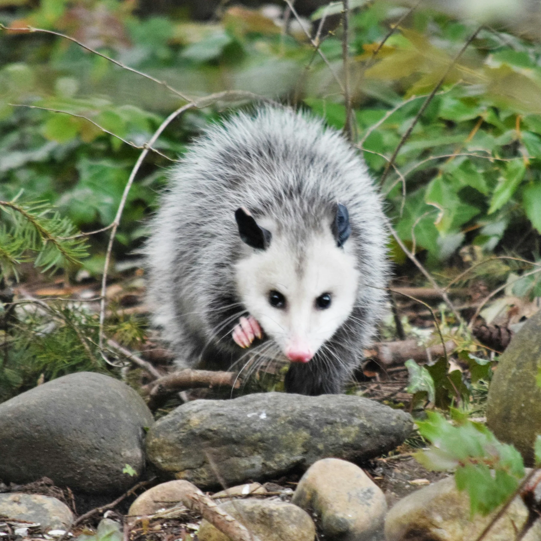 Possums control service in Cumming, GA
