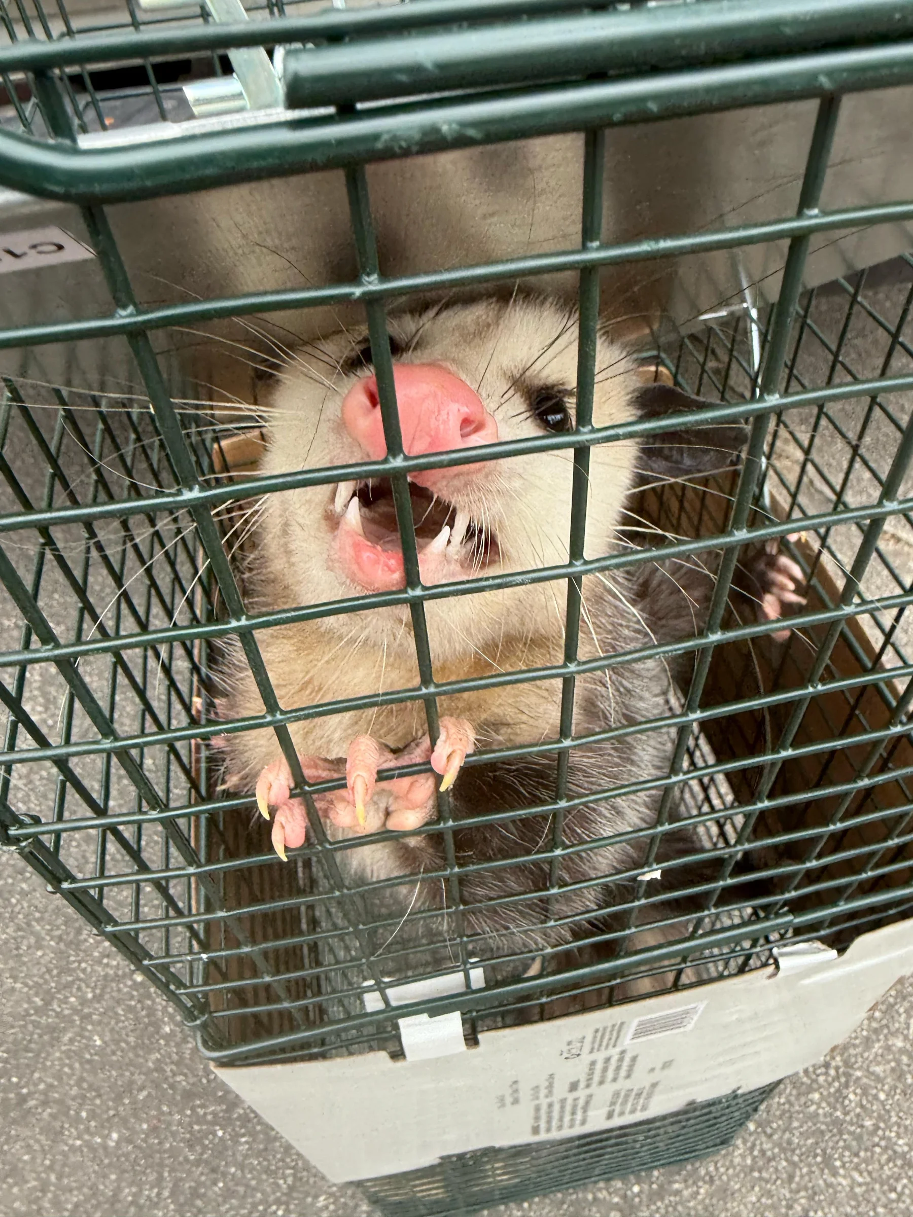 Possums removal in Cumming, GA