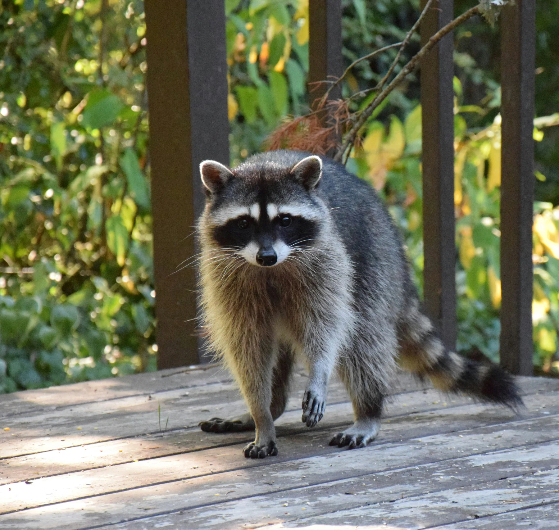 Wildlife removal in Acworth, GA