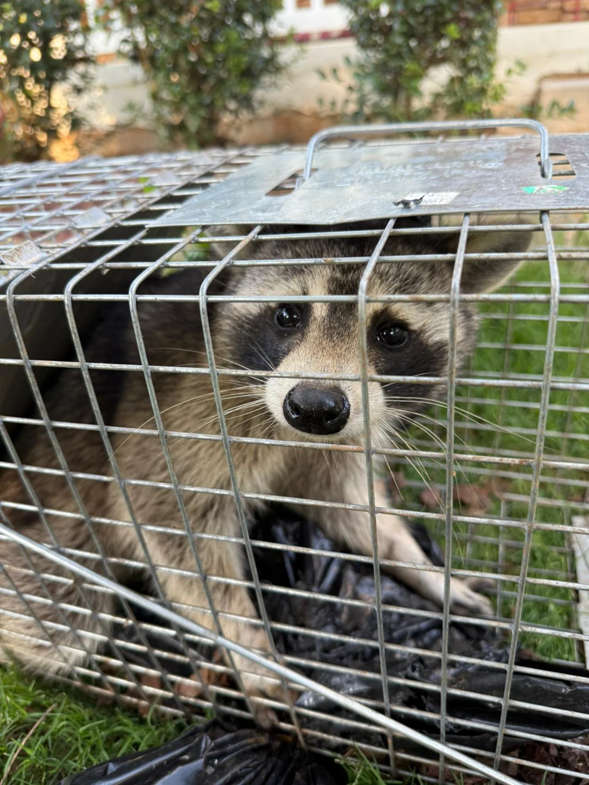 Raccoons control service in Cumming, GA