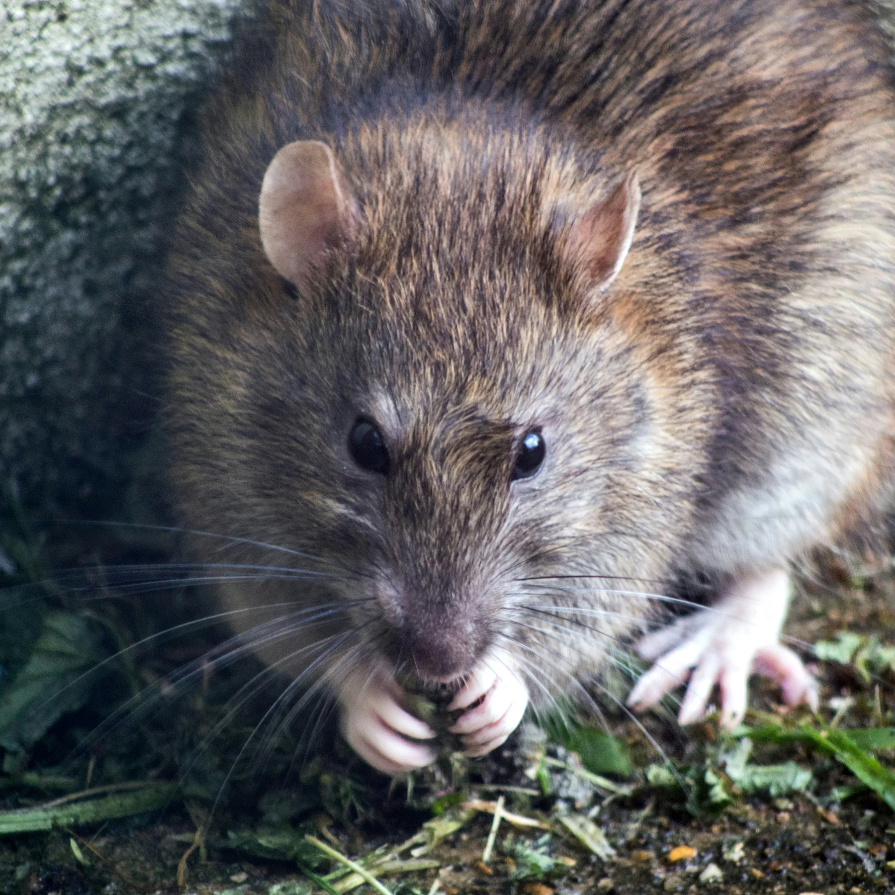 Rats removal in Cumming, GA