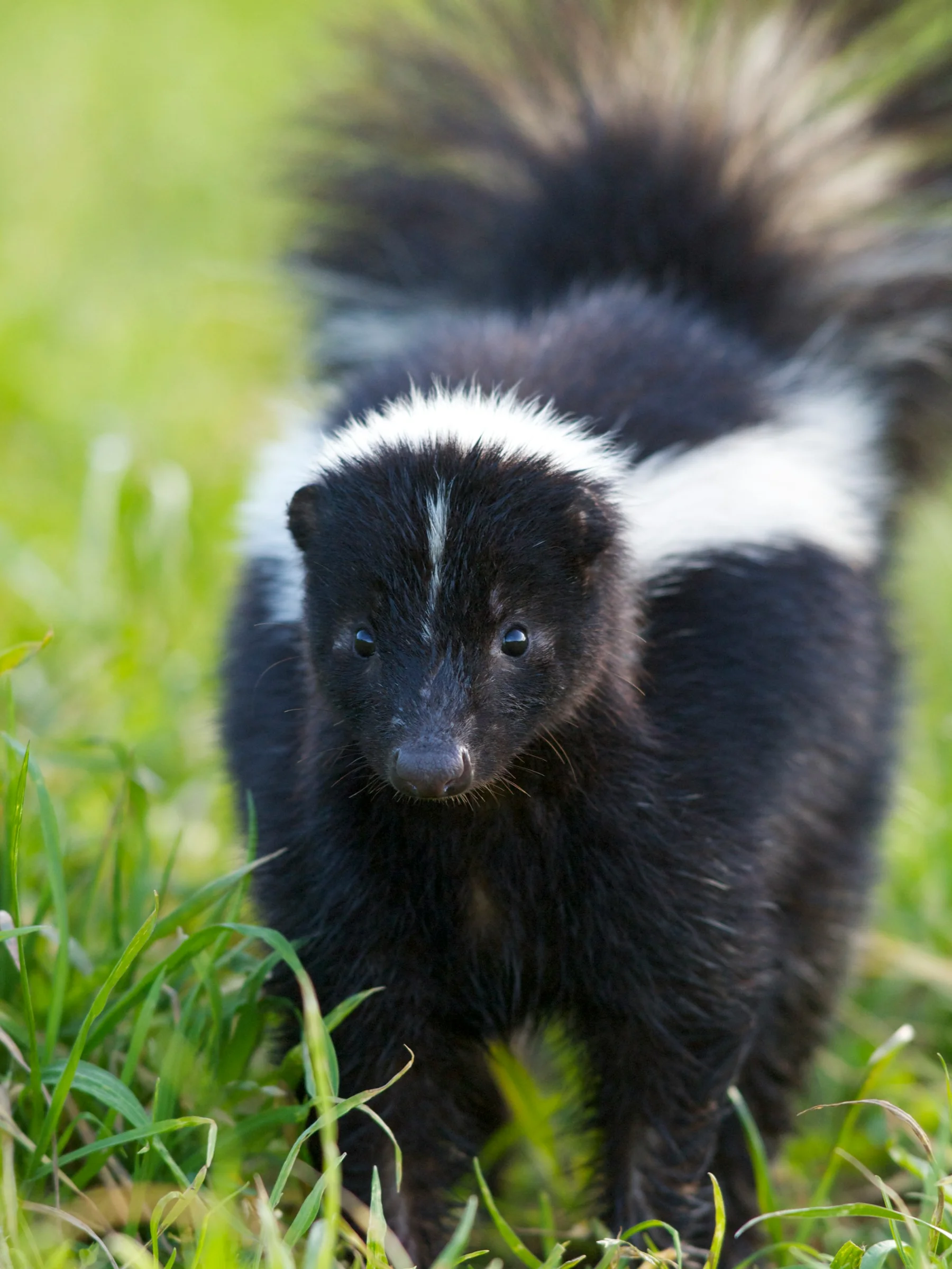 Skunks control service in Cumming, GA