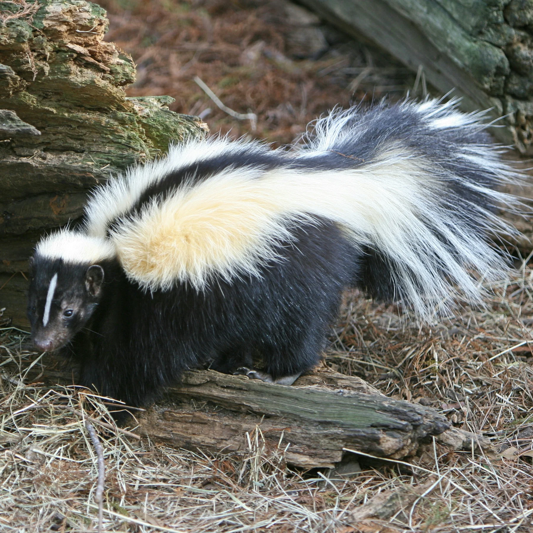 Skunks removal in Cumming, GA