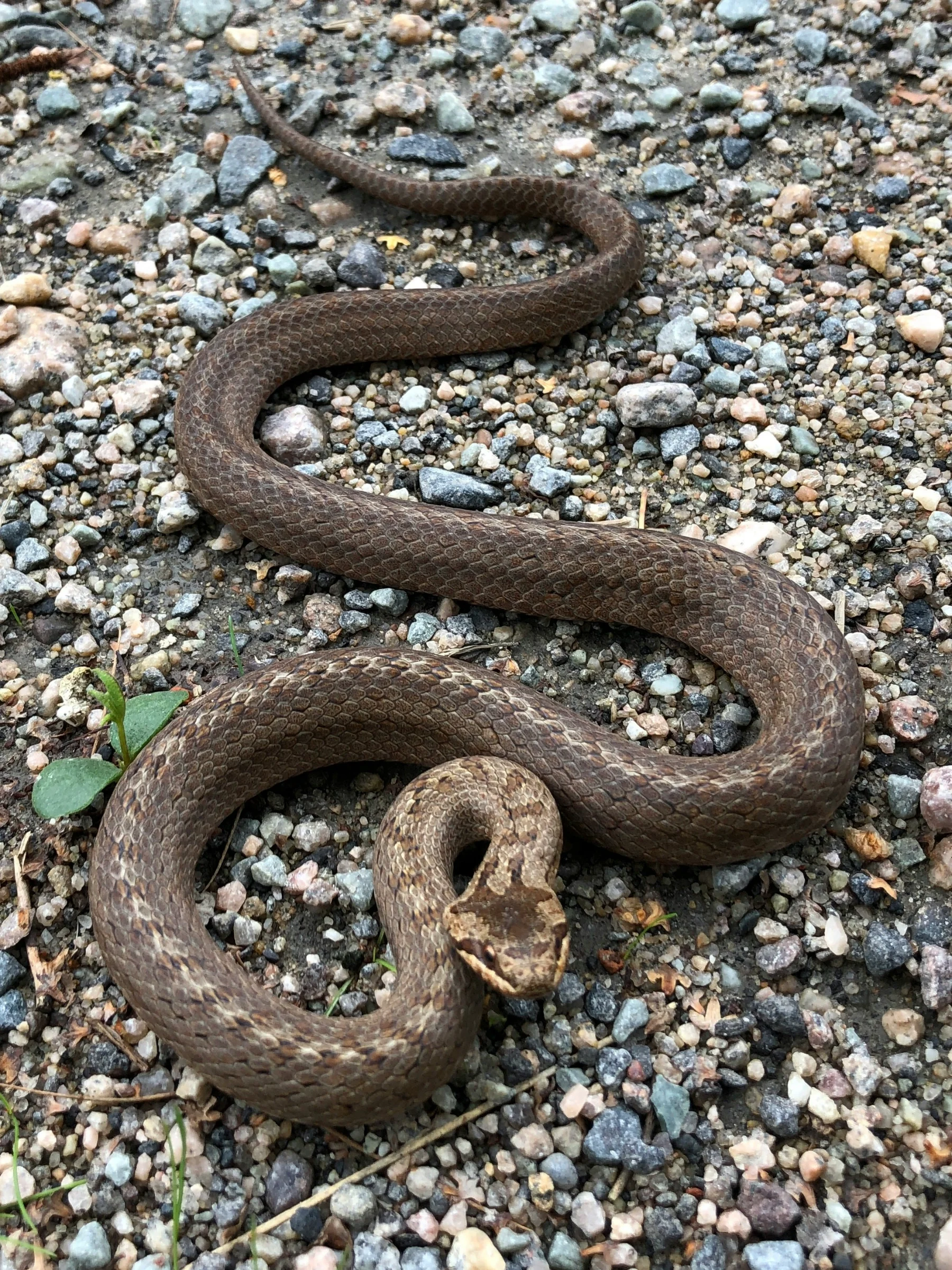Snakes control service in Cumming, GA
