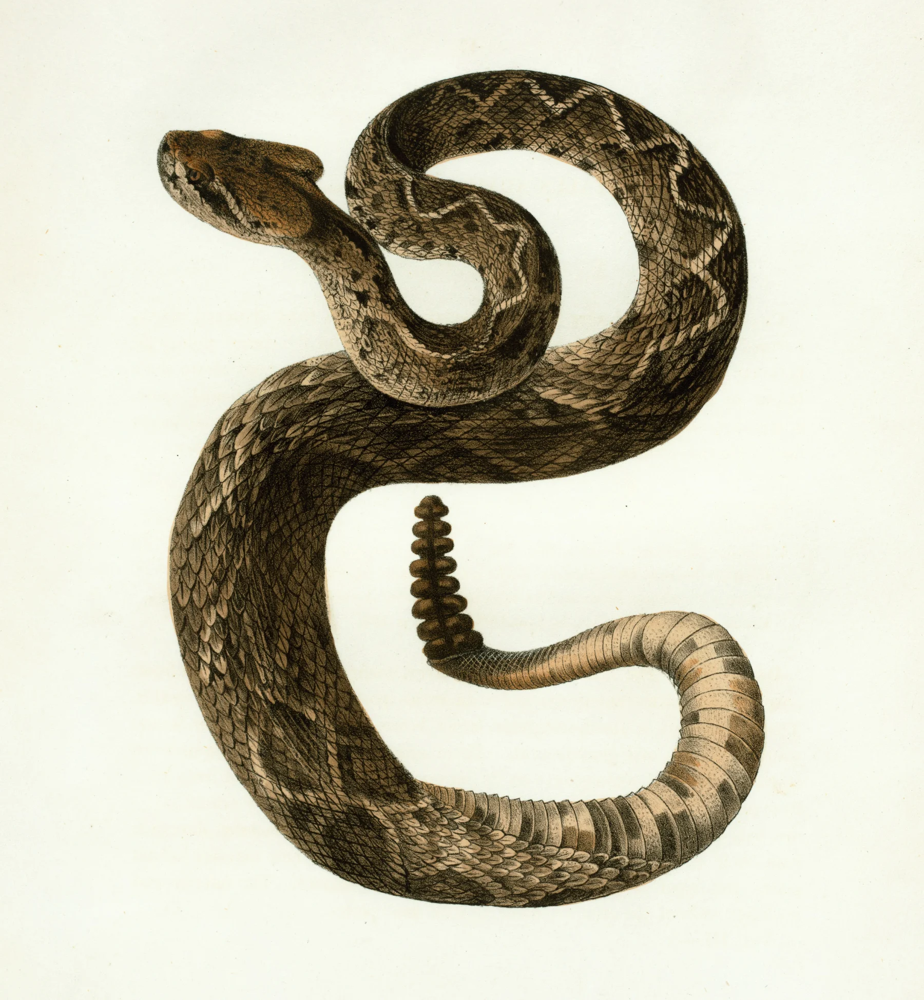 Snakes removal in Cumming, GA