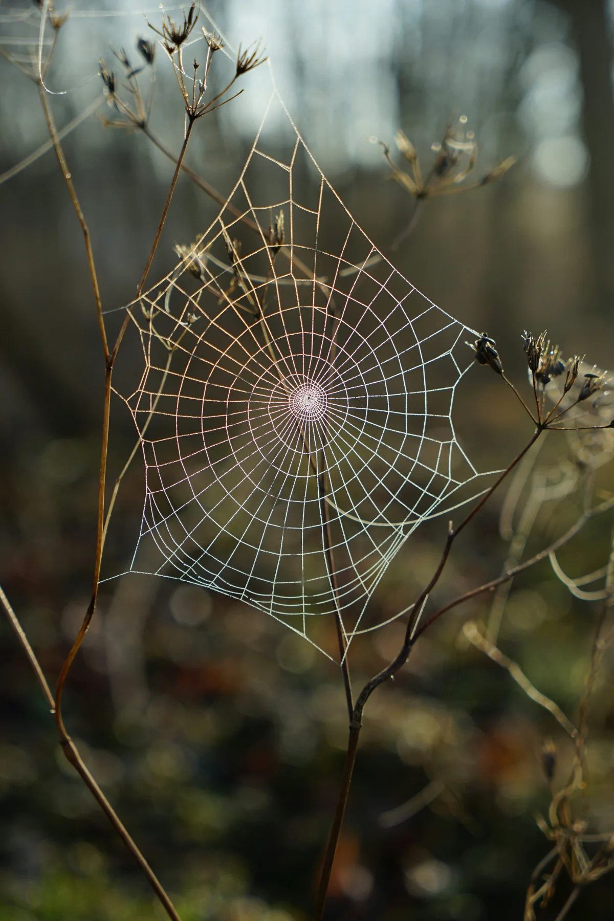 Spiders control service in Cumming, GA