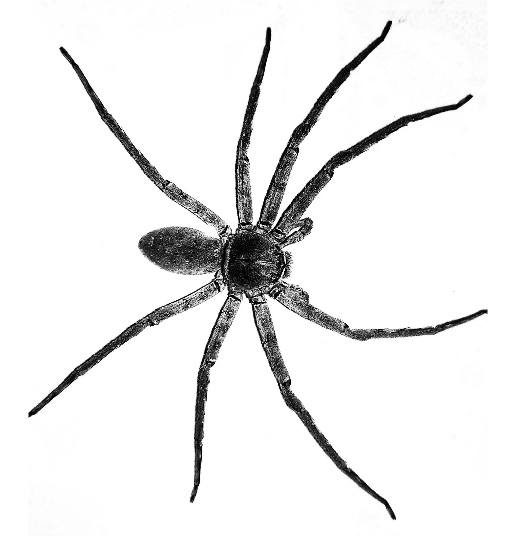 Spiders control in Cumming, GA
