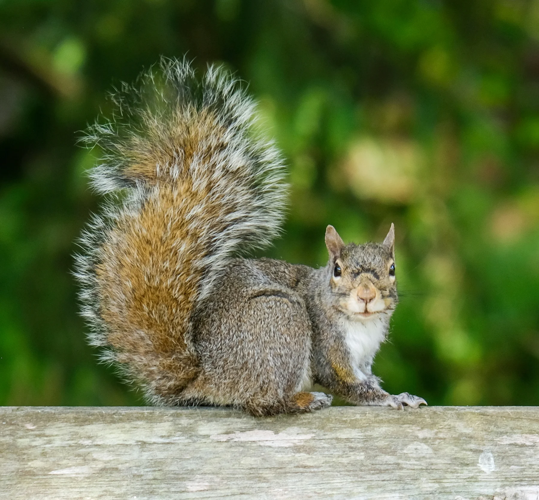 Squirrels removal in Cumming, GA