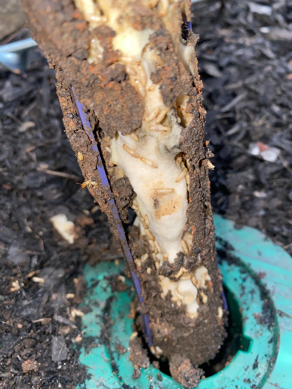 Sentricon Always Active termite baiting system in Cumming, GA