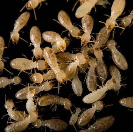 Termite control and treatment in Cumming, GA